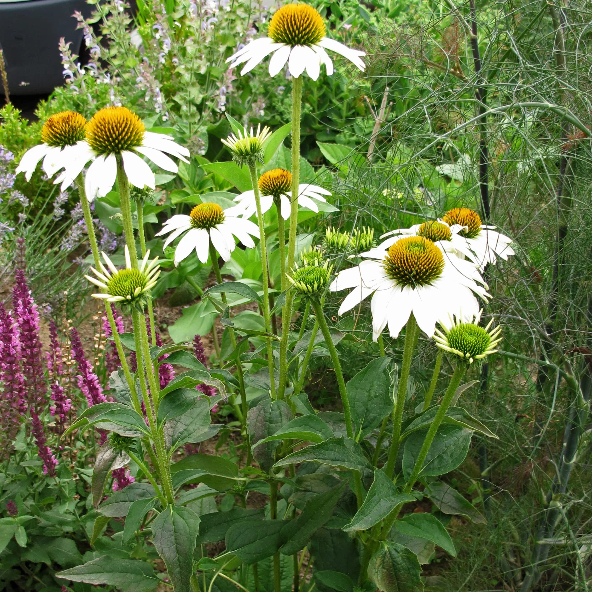 Equinácea blanca White Swan Echinacea purpurea orgánica