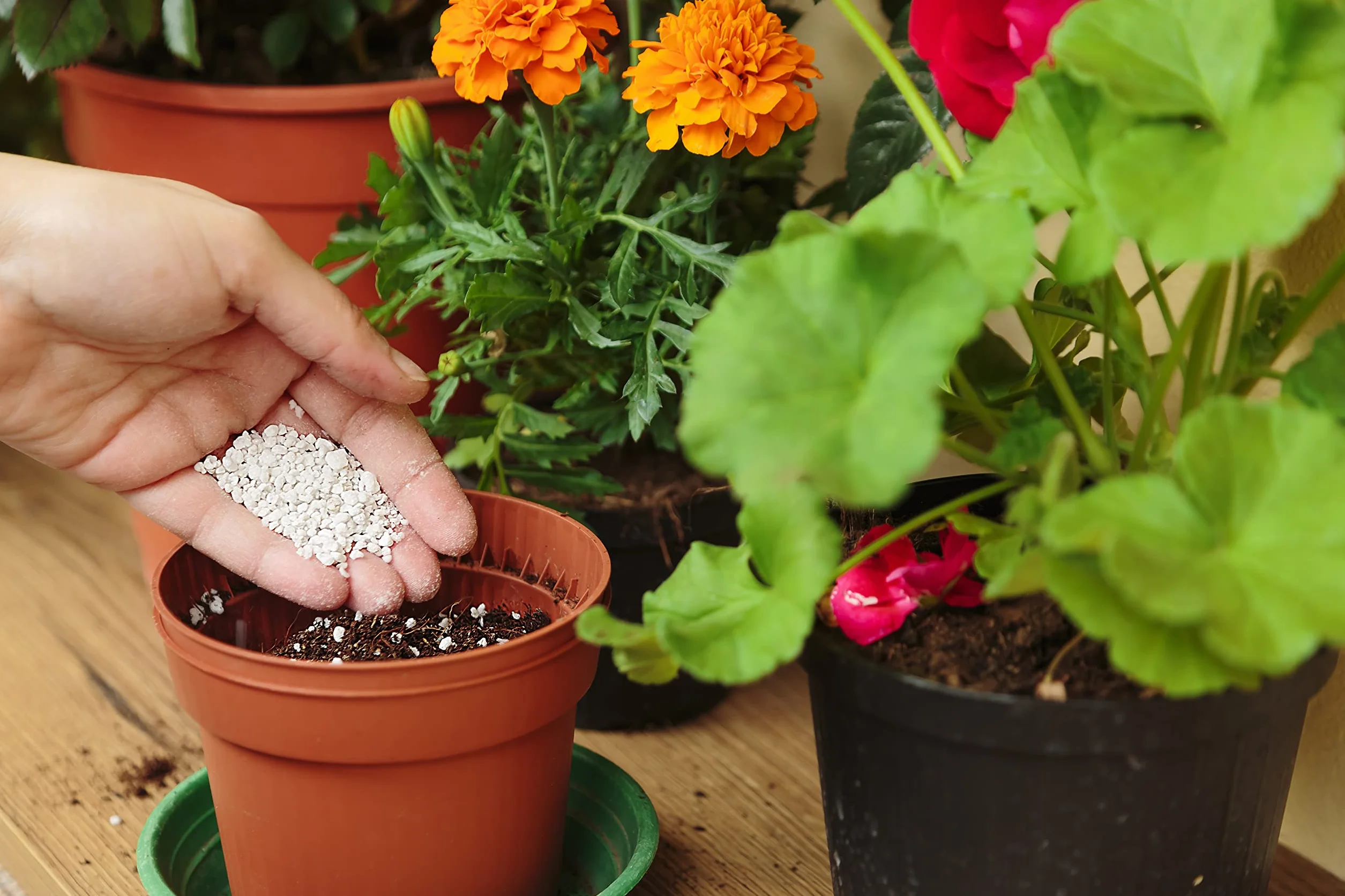 Perlita Mediana Expandida PH Neutro para Jardinería Germinación (2L)