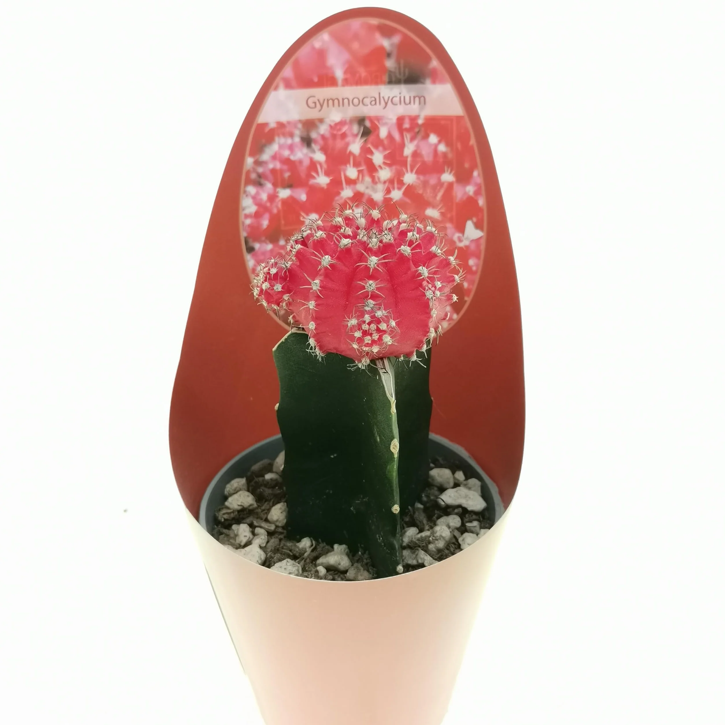 Gymnocalycium - Juego de 3 plantas suculentas reales en macetas de 6,5 cm