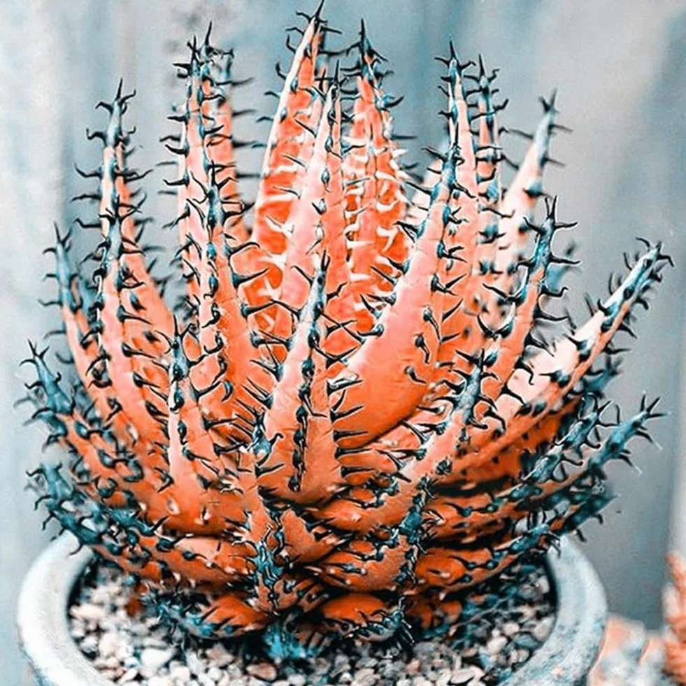 Aloe Vera semillas rosa roja 100 piezas suculentas hierbas Bonsai plantas jardín decoración