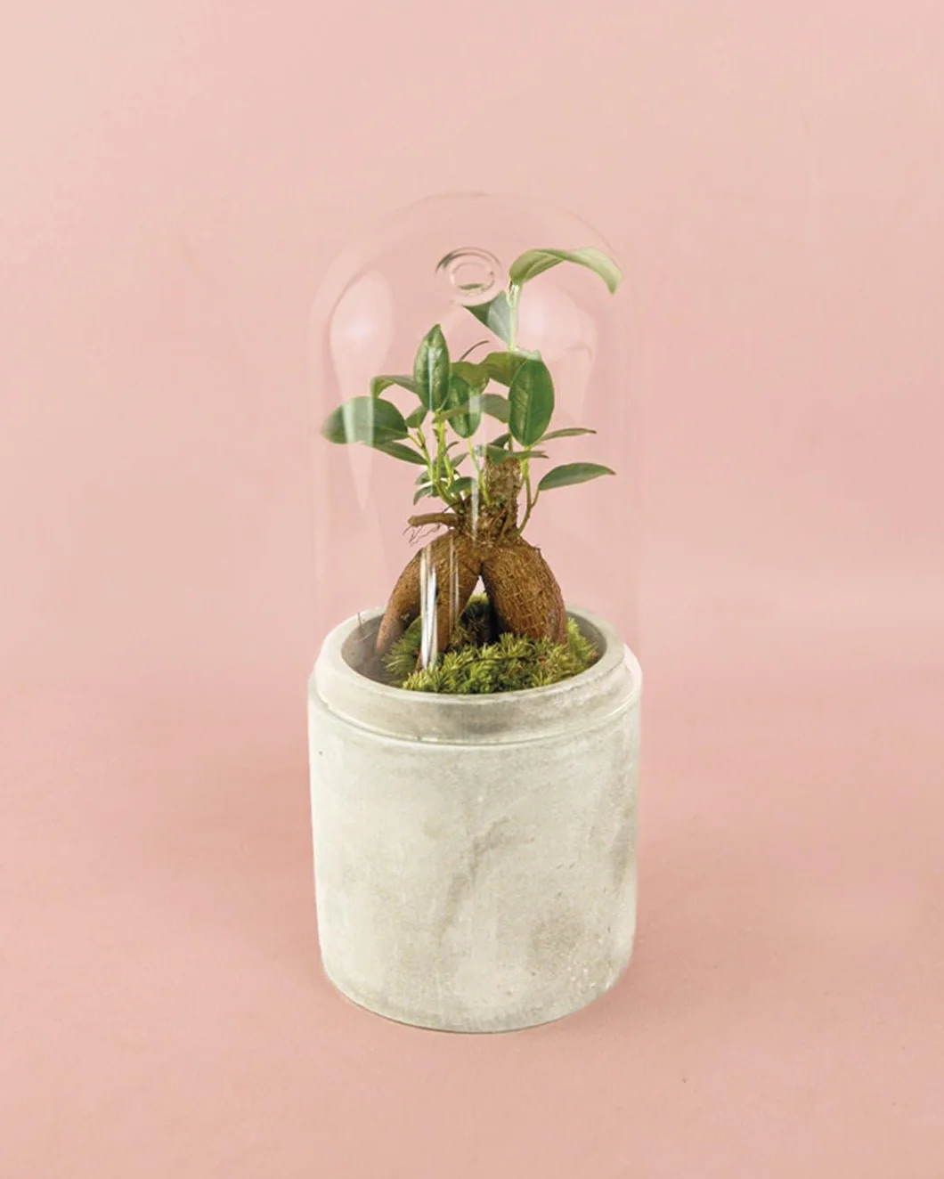 Ficus Microcarpa Mini Bonsái Natural Planta Tropical Maceta Ø6 cm