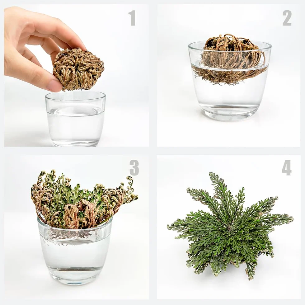 Rosa de Jericó Grande 3-4 Pulgadas, Planta Mística de Resurrección para Decoración y Meditación