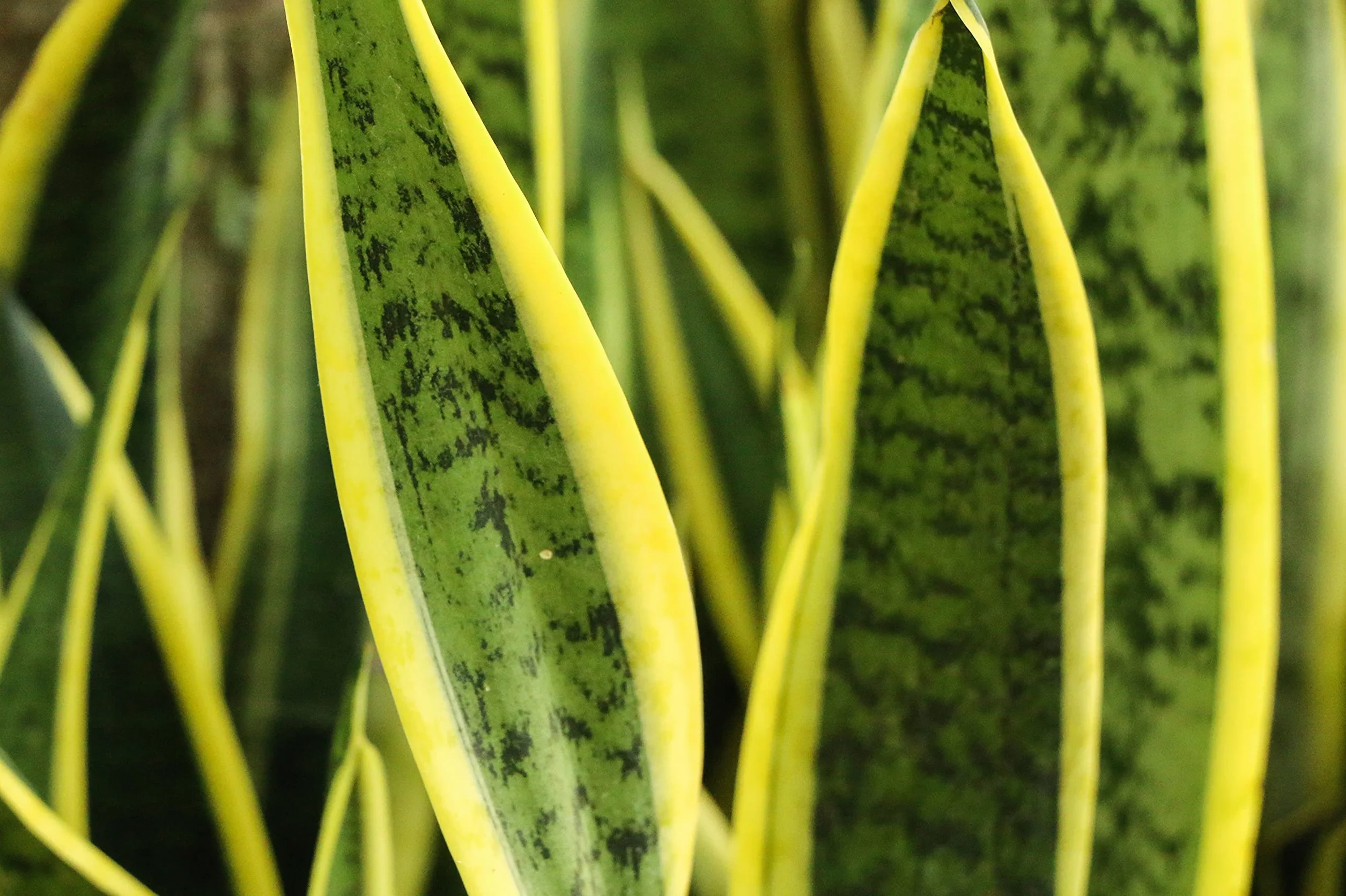 Sansevieria Planta natural interior maceta Ø17cm 50cm