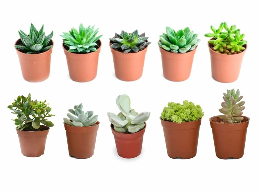 Verdecora Pack de Cactus y Suculentas | Plantas naturales vivas de interior en maceta Ø5cm | 10 Crasas