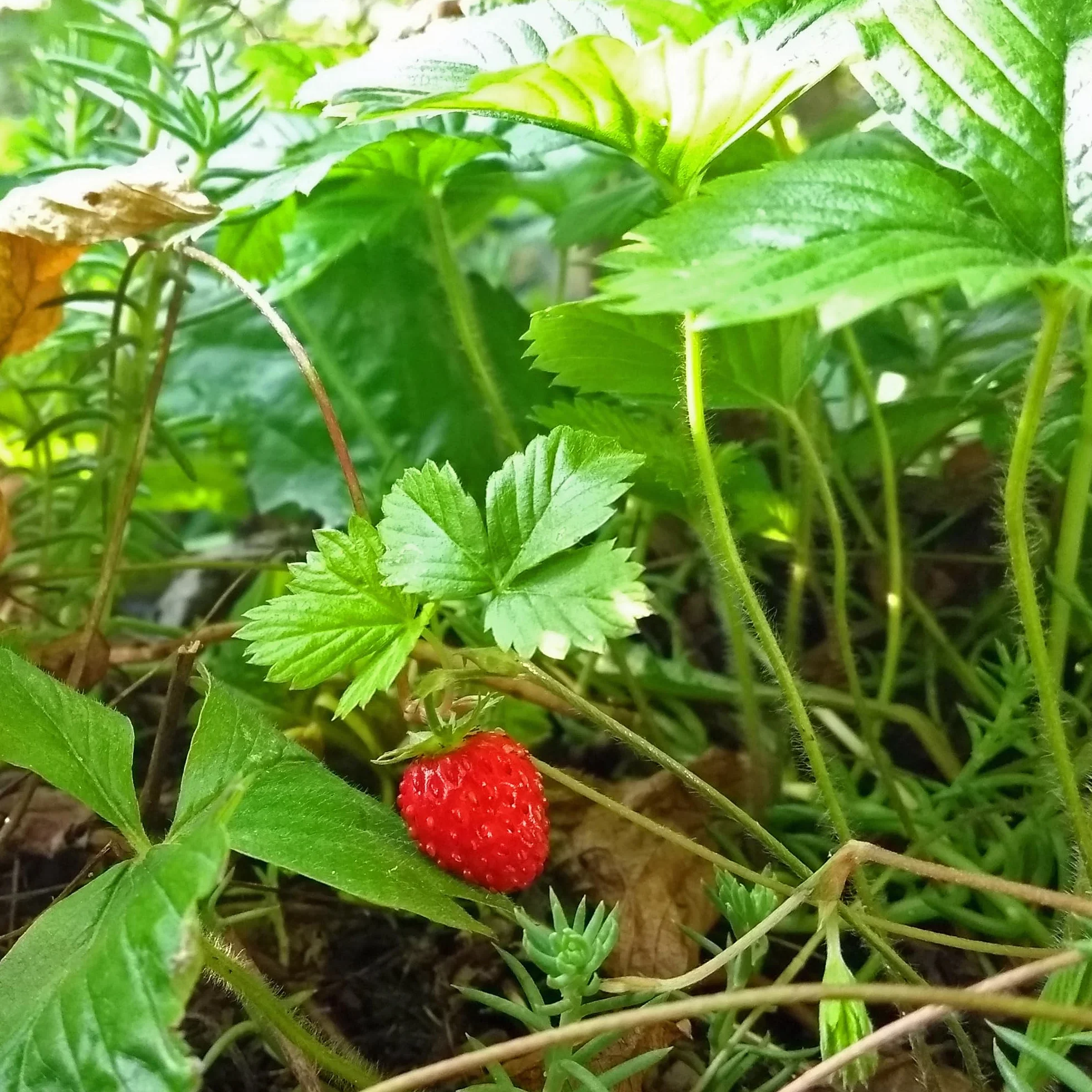 Fresa de los bosques Fragaria vesca 300 semillas