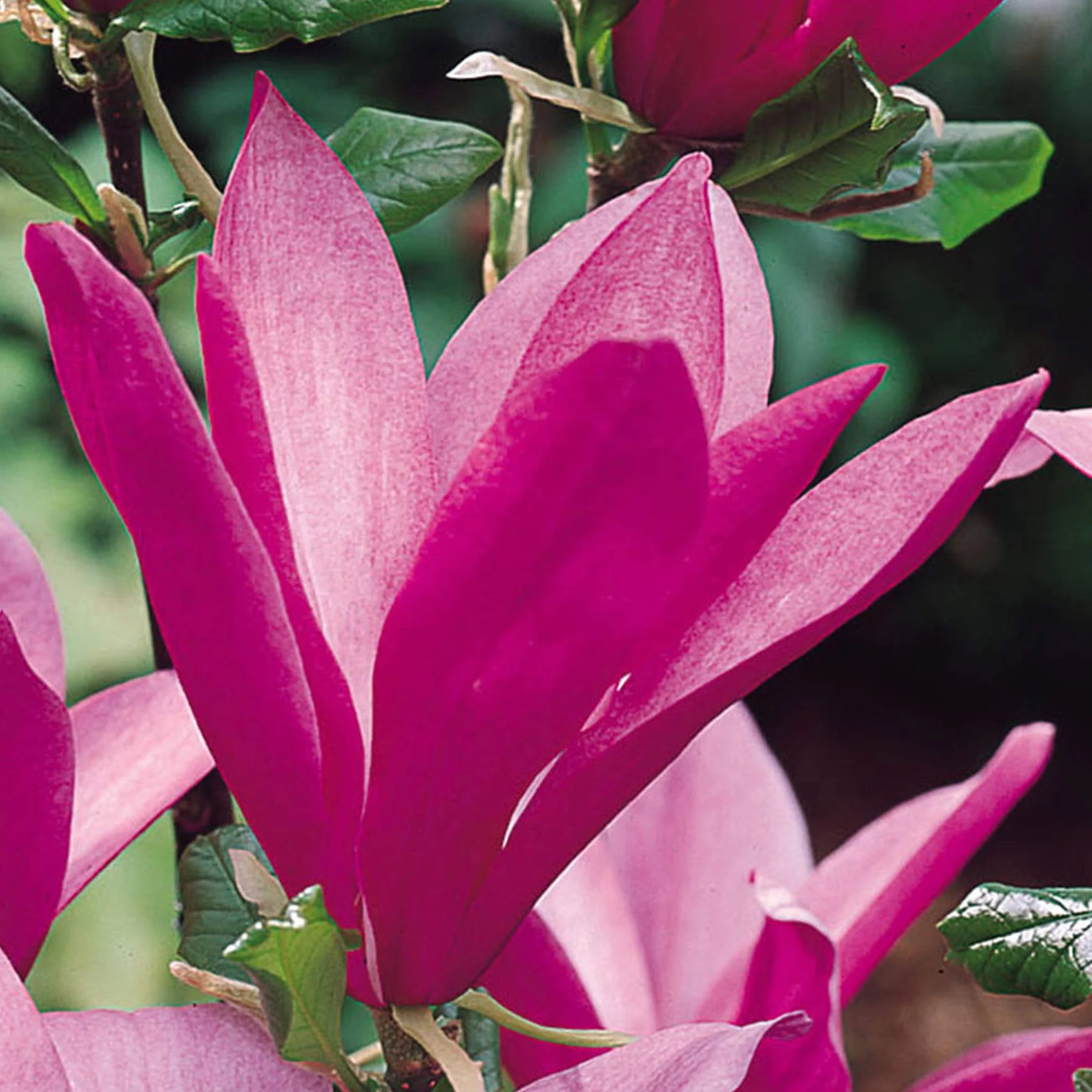 Árbol de Magnolia 'Susan' 2-3 pies para Jardines Pequeños