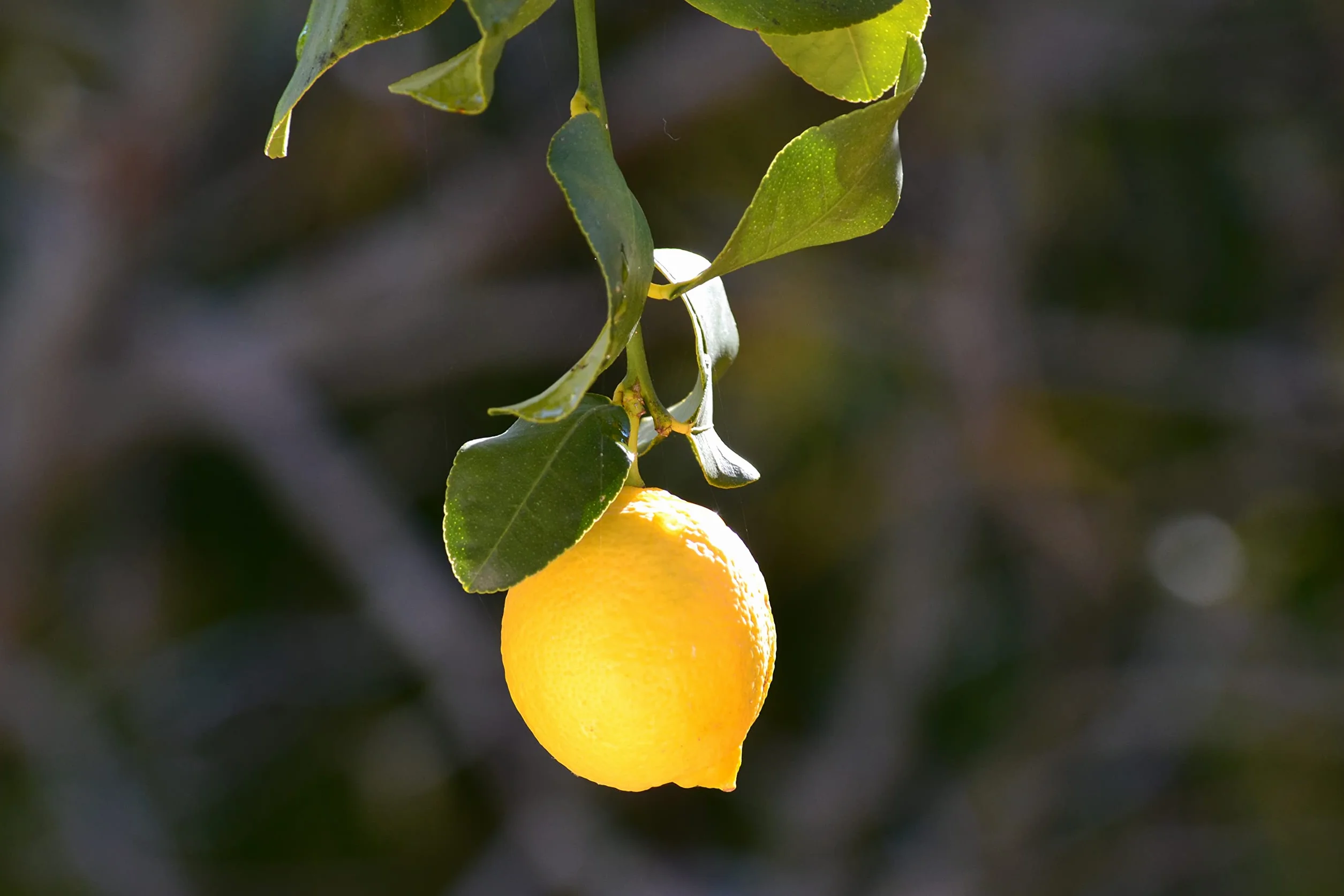 Verdecora Limonero 4 Estaciones Eureka Árbol Cítrico Maceta 5L Planta Natural Exterior