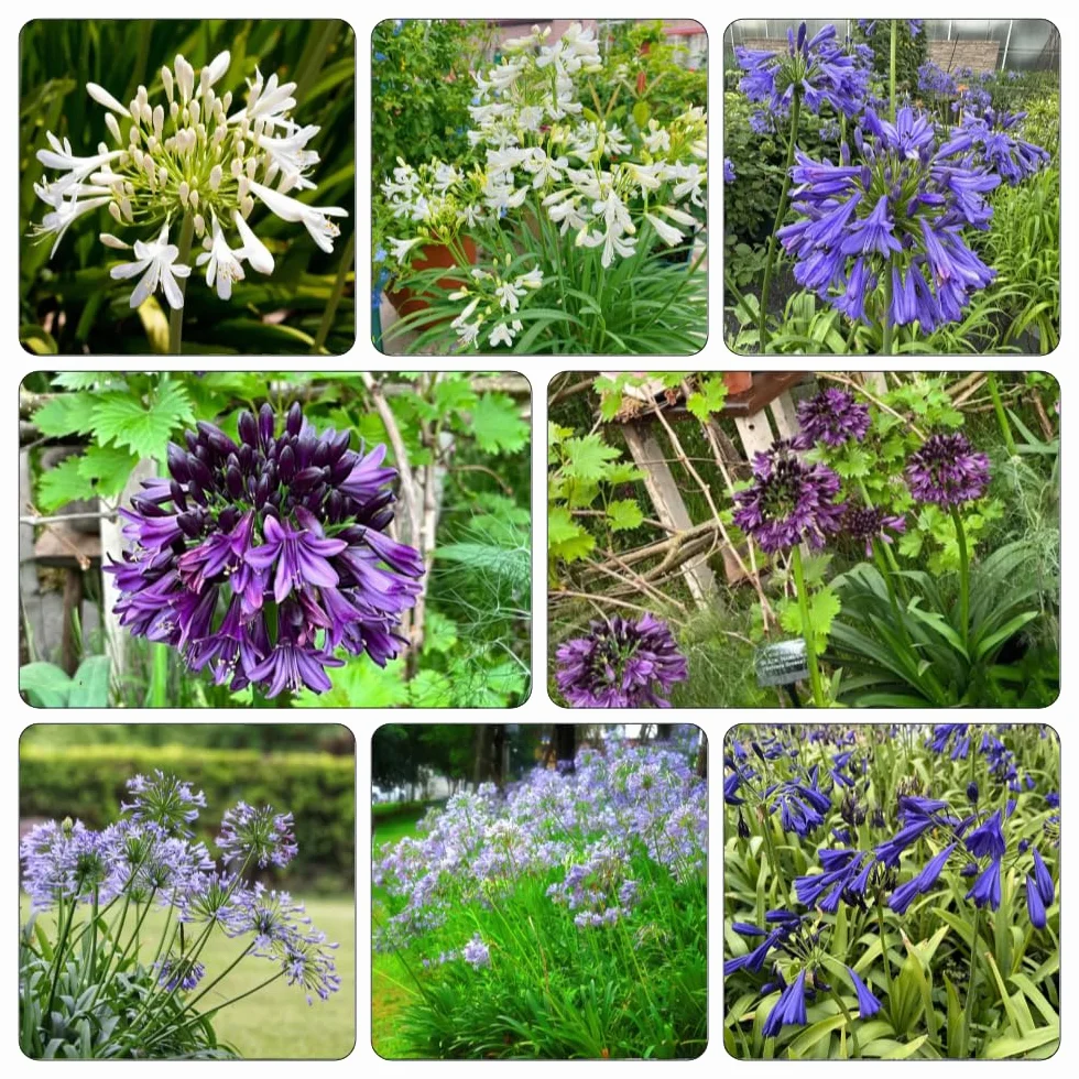 agapanto agapanthus - temprana de invierno 5bulbos