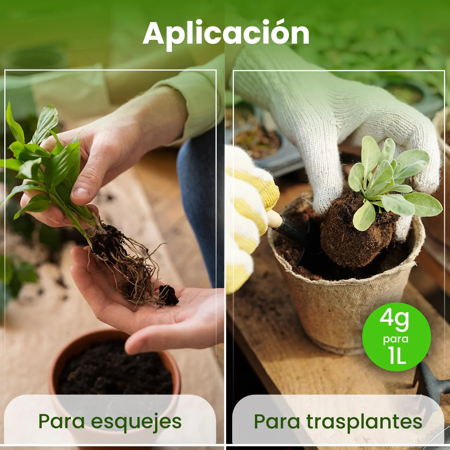 LERAVA Micorrizas en Polvo (50 g) - Hongos Micorrícicos Naturales - Favorece el Enraizamiento de Esquejes y Orquídeas - Abono Orgánico Soluble para Plantas