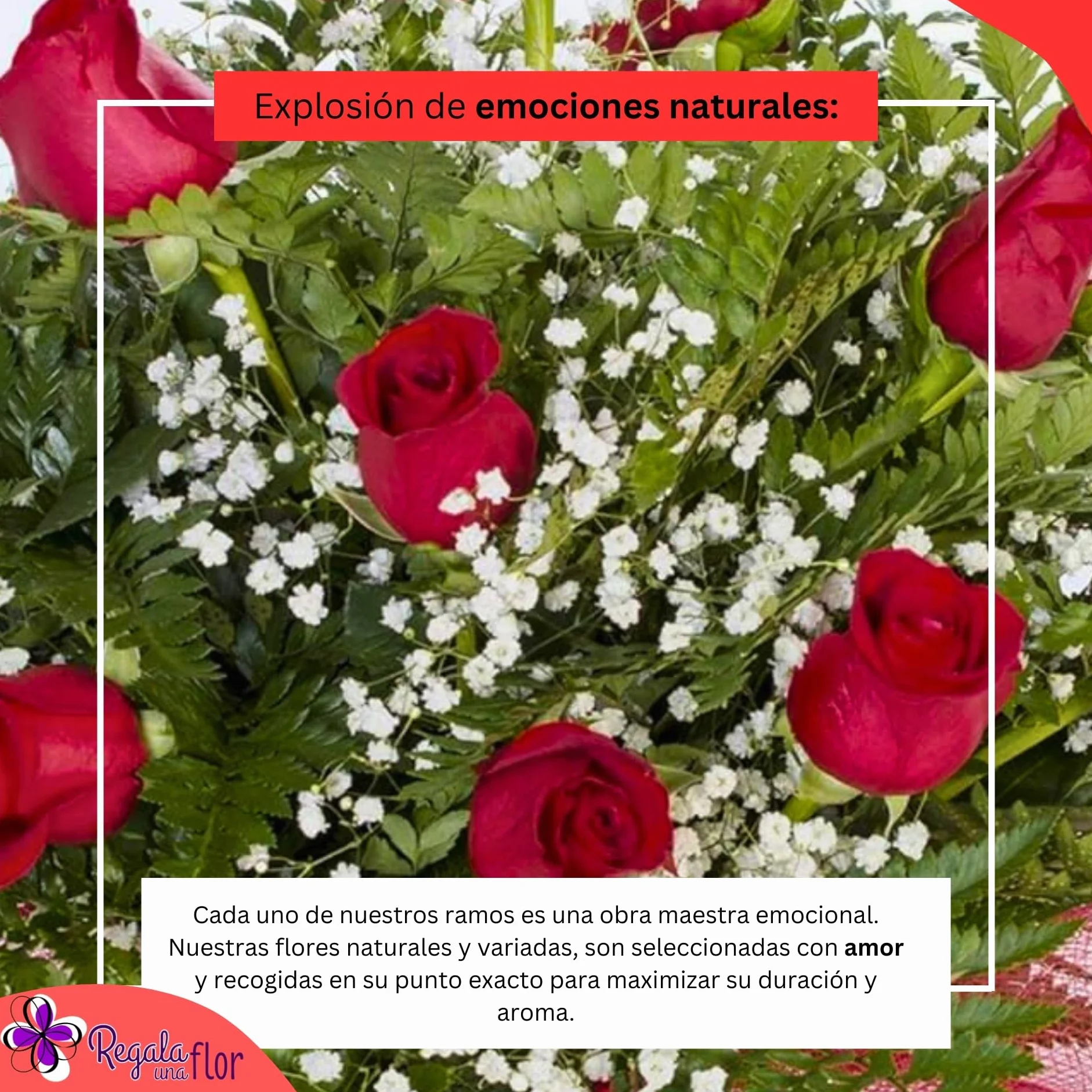 Ramo de 20 rosas rojas naturales a domicilio con tarjeta dedicatoria