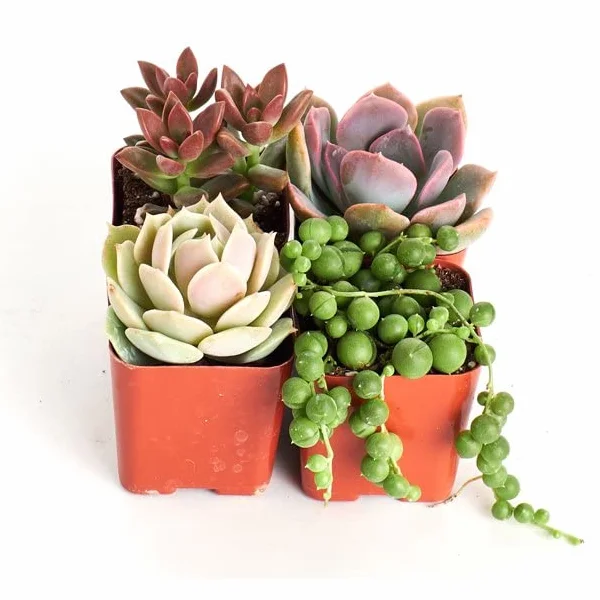 Suculentas Mini Naturales Plantas Resistentes a Altas Temperaturas Mix de Cuatro