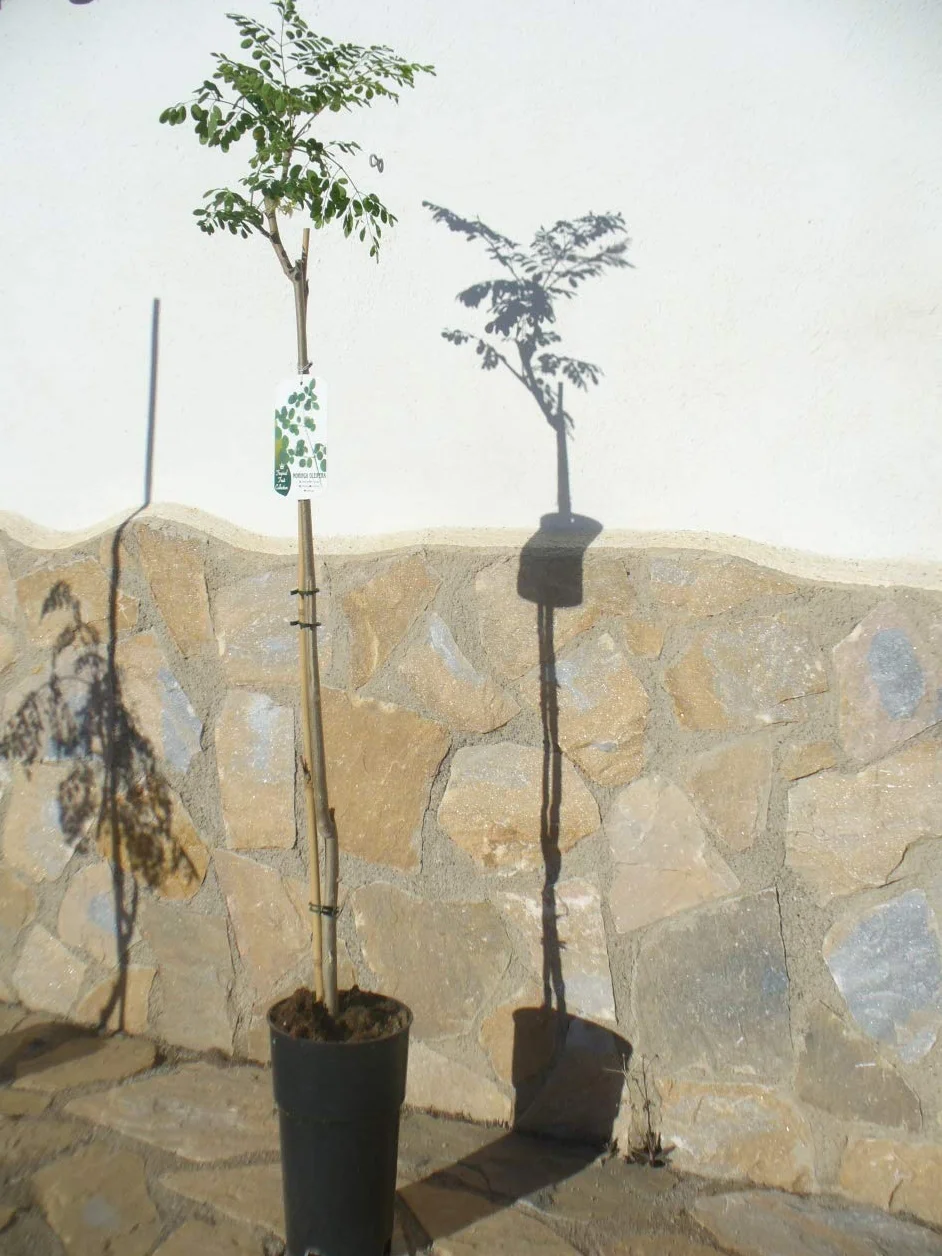 Moringa oleifera Árbol de rábano de mar 1 árbol joven 85-130 cm