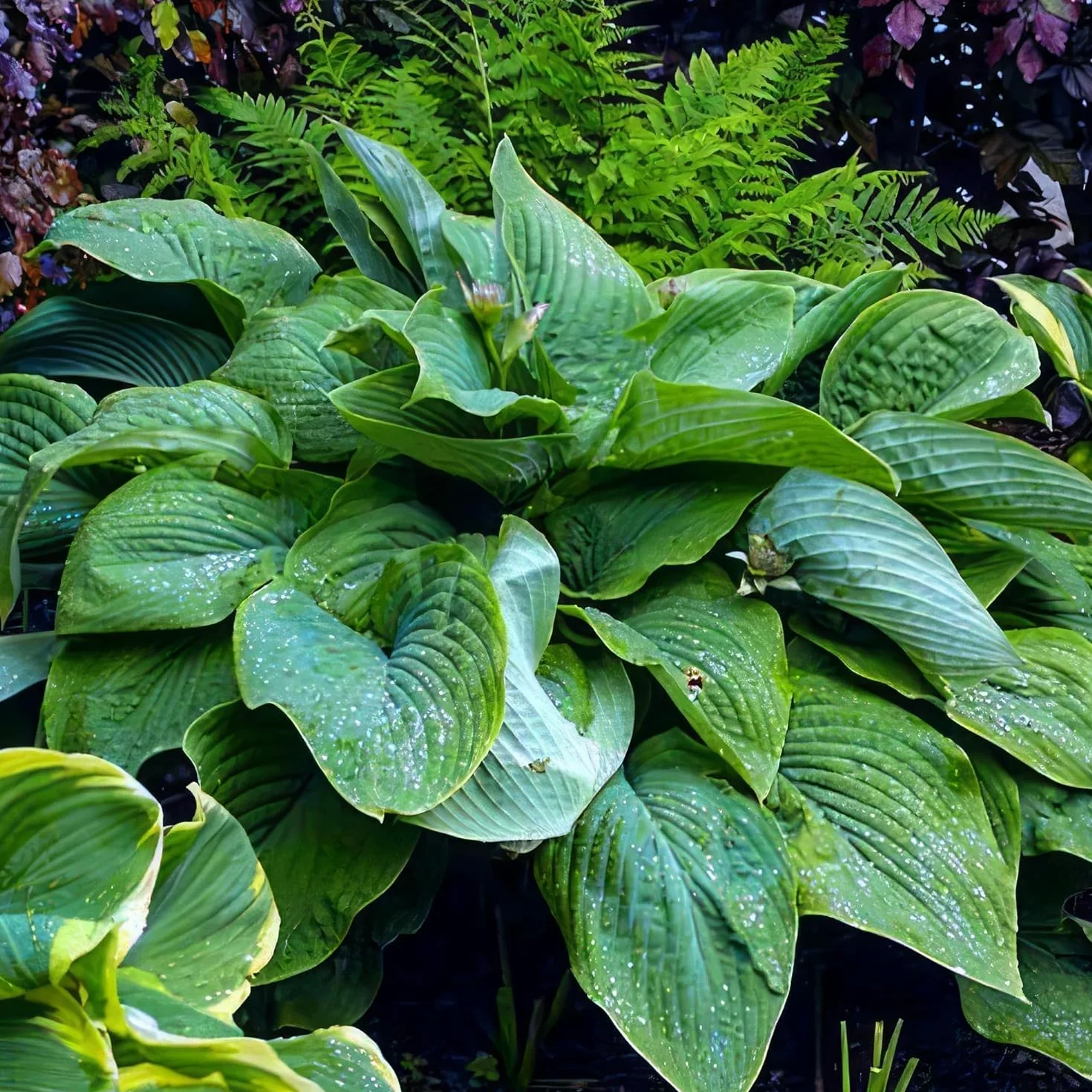 Hosta Planta T-Rex 3 Plantas Naturales Exterior Holanda Resistentes Decoracion Jardín
