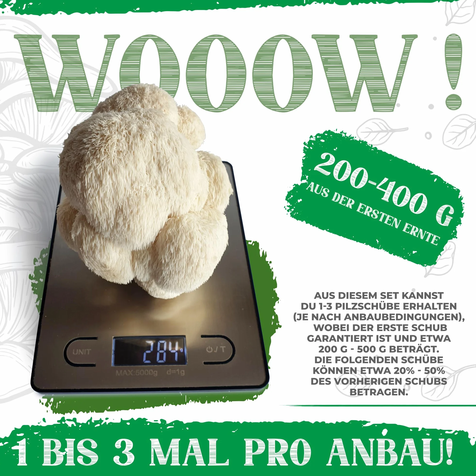 BIO Juego de cultivo de setas Grifón Hericium erinaceus ecológico para hogar