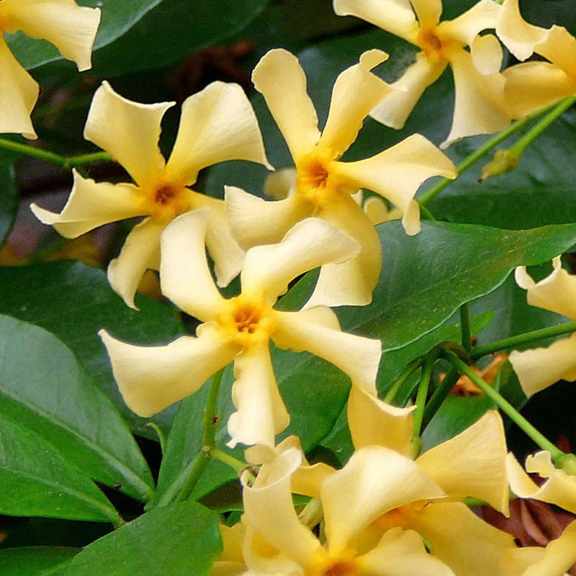 Trachelospermum jasminoides Jazmín toscano Amarillo Trepadora Resistente al frío Perenne Altura 50-70 cm Maceta 15 cm