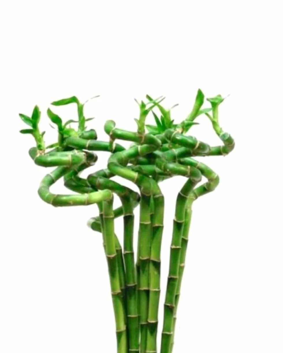 Segura Garden Bambú Lucky Espiral 50 cm Planta Decorativa Pack de 5
