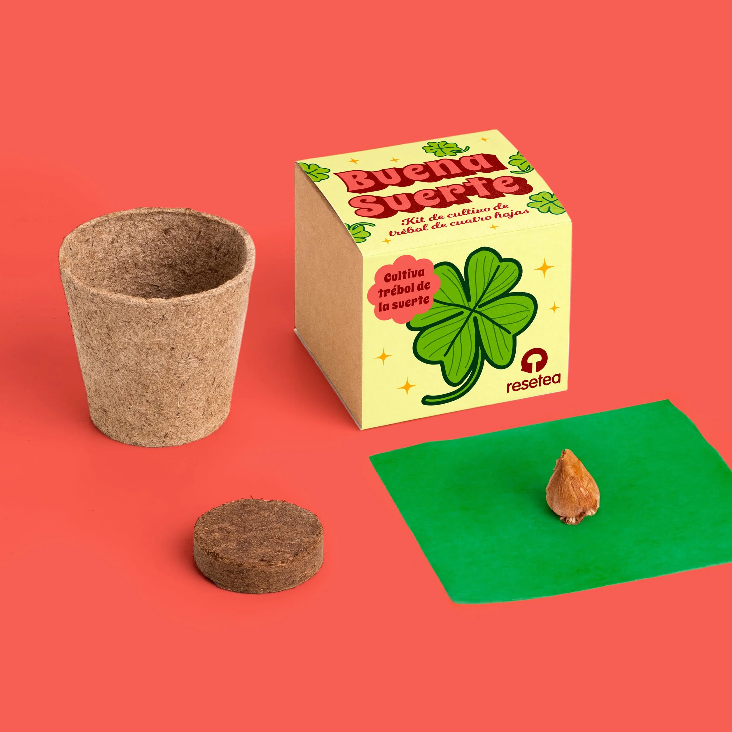 Oxalis Deppei Kit Cultivo Trébol 4 Hojas Planta Natural Suerte Amuleto Vivo