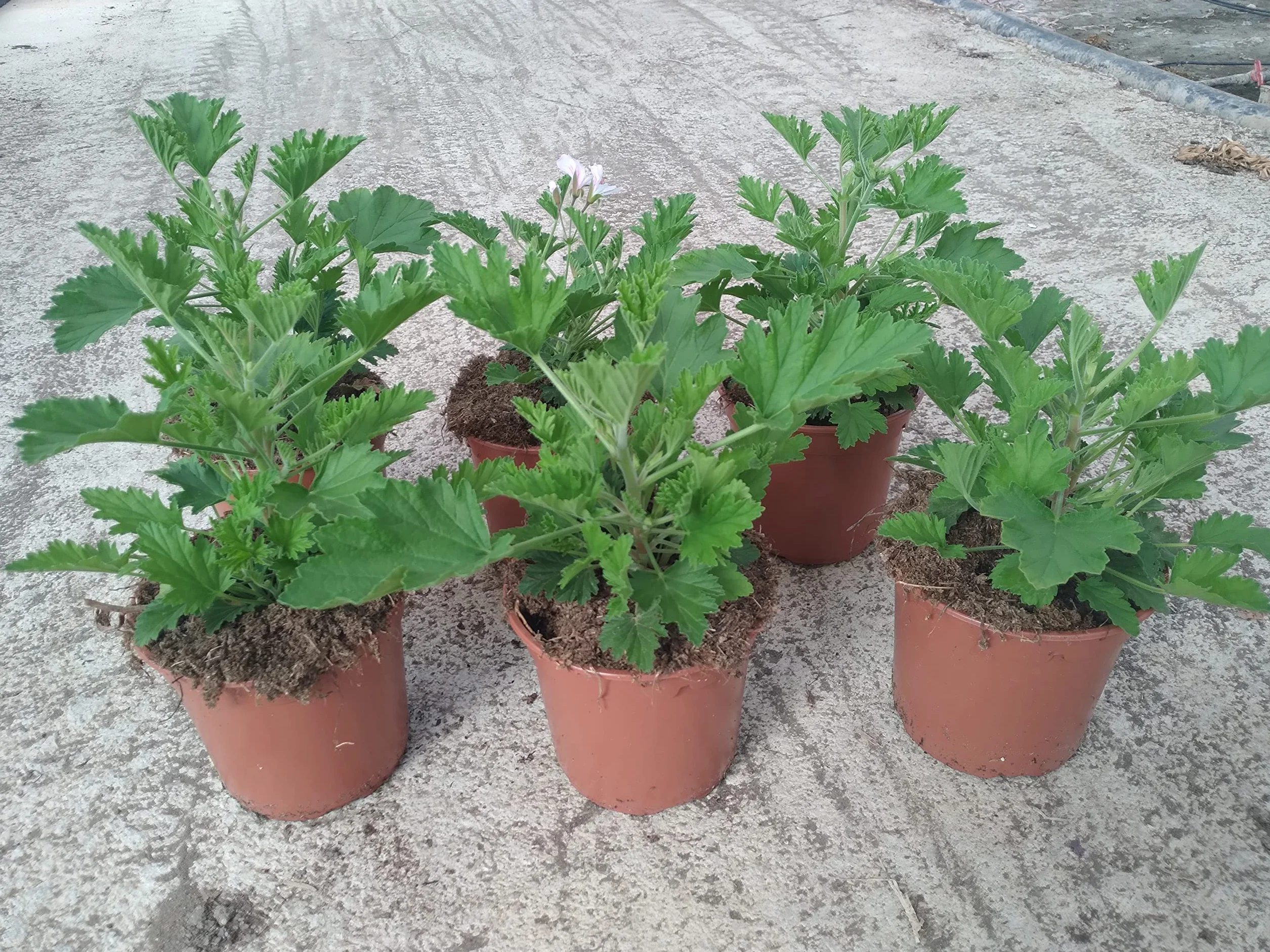 Citronela Pack 6 Plantas - Planta Aromática Natural - Maceta 13 cm