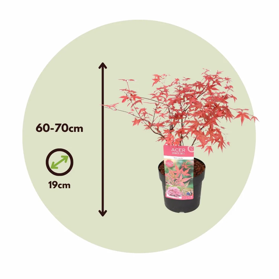 Acer palmatum 'Beni Maiko' Arce japonés resistente al invierno Maceta 19cm Altura 60-70cm