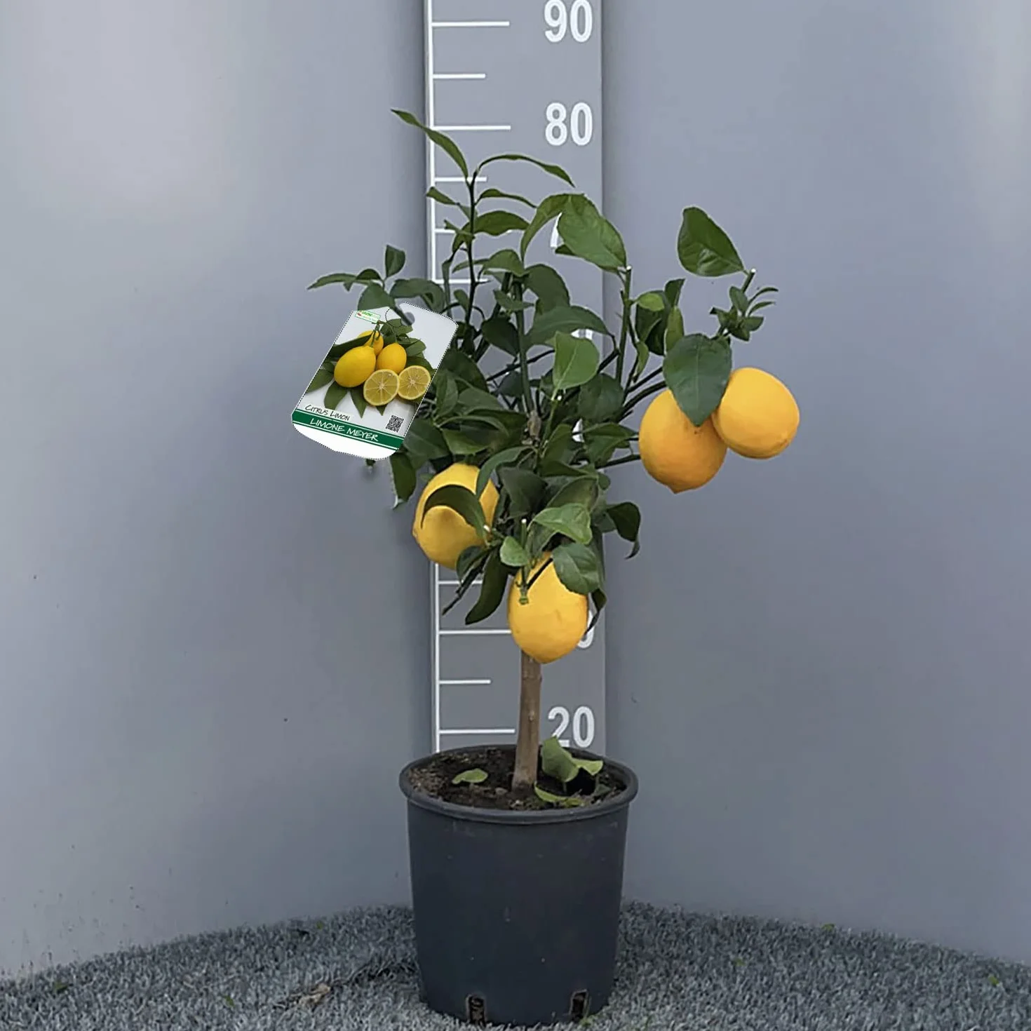SAVINI VIVAI Planta de limón Meyer en maceta 20 cm altura 70 cm 2-3 años injerto