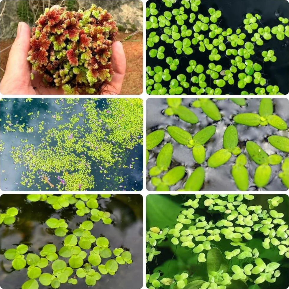 Semillas de lenteja de agua para estanques y acuarios, 300 piezas