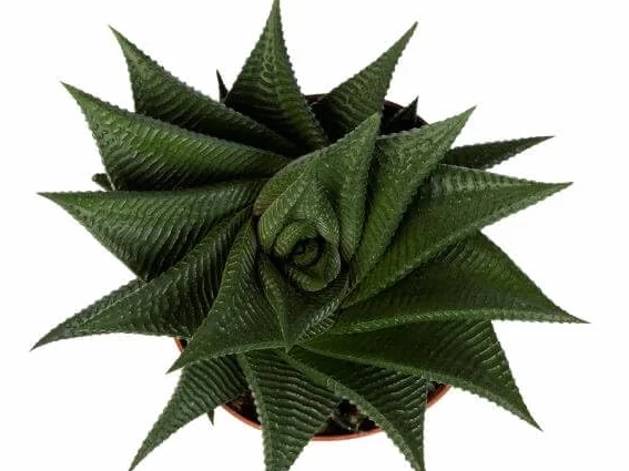 Haworthia Limifolia La Planta Natural