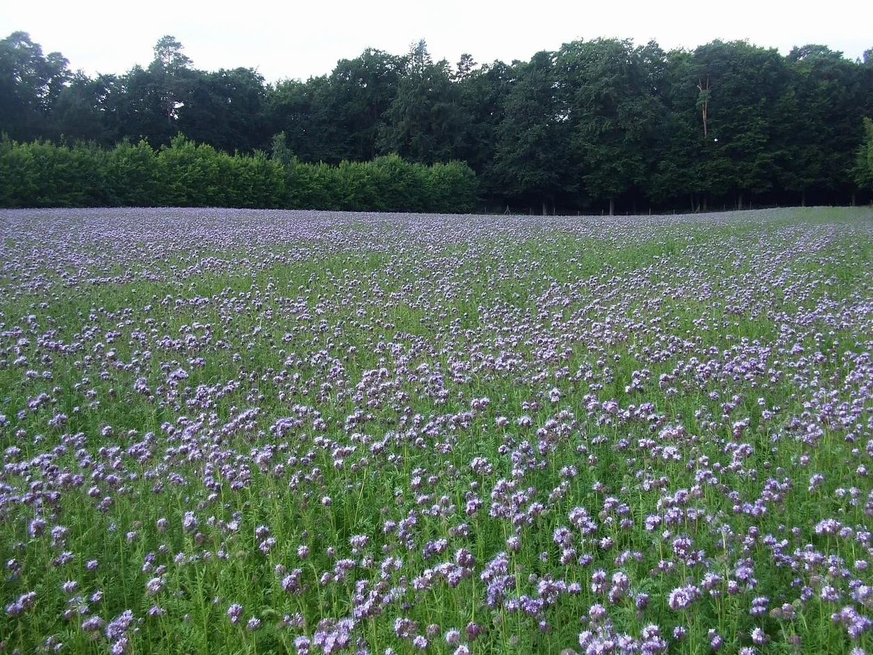 Semillas de Facelia Phacelia Tanacetifolia 500 g 300 m²