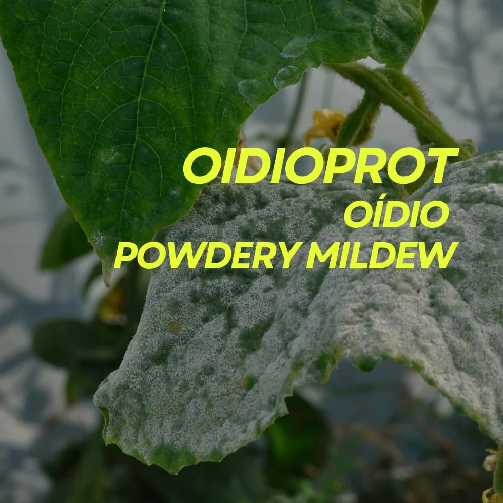 OIDIOPROT de Prot-eco Fungicida Antioidio Curativo Preventivo para Cultivos