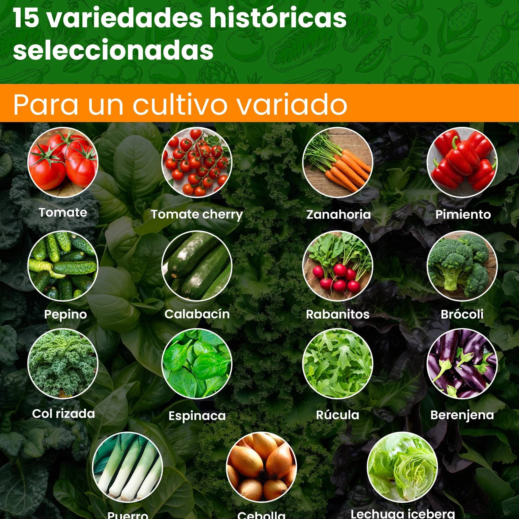 Set de Semillas de Vegetales 15 Variedades TORAF – Tomate, Pepino, Pimiento, Calabacin, Brócoli, Rúcula