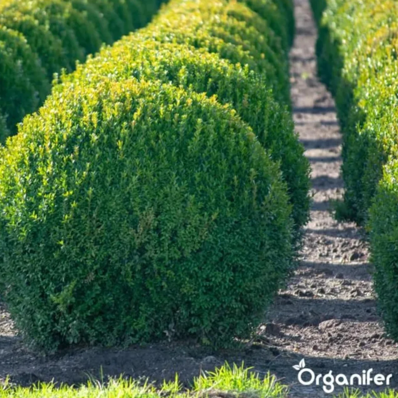 Organifer Buxus Vital 250 ml Concentrado Fertilizante para Setos Resistente