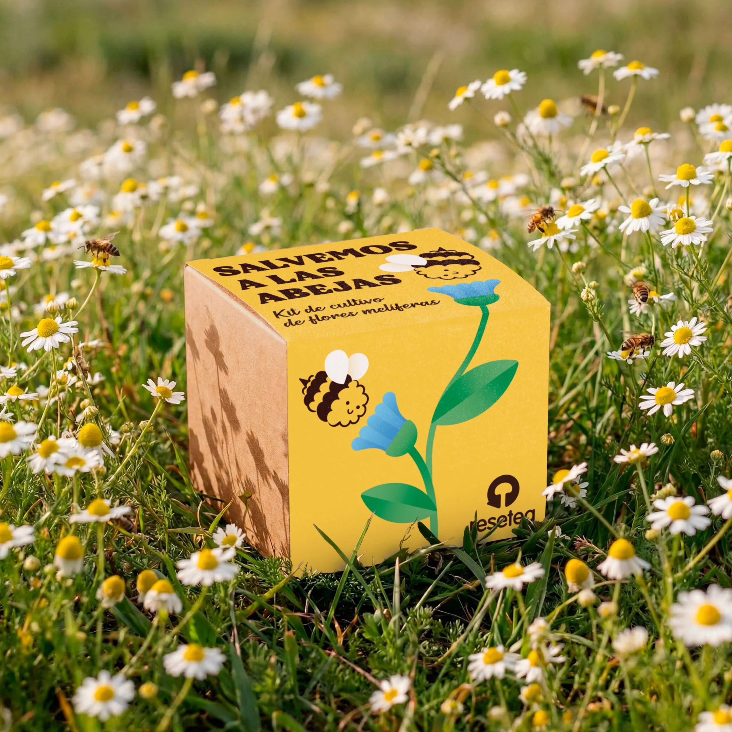 Kit de Cultivo de Flores Melíferas Bomba de Semillas para Polinizadores Regalo Educativo