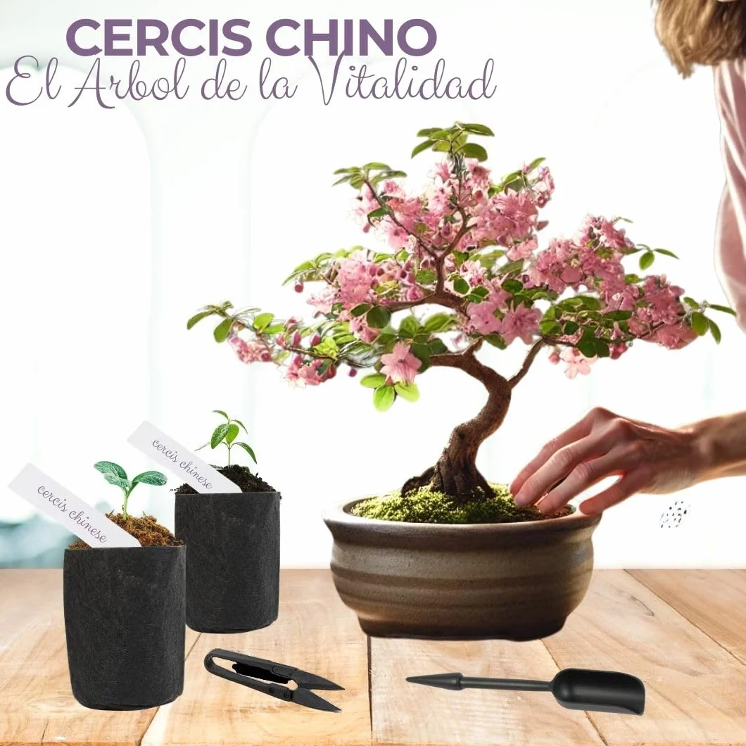 CULTIVEA Kit First Bonsai Autocultivo de Bonsáis con Semillas y Herramientas Cercis chinensis