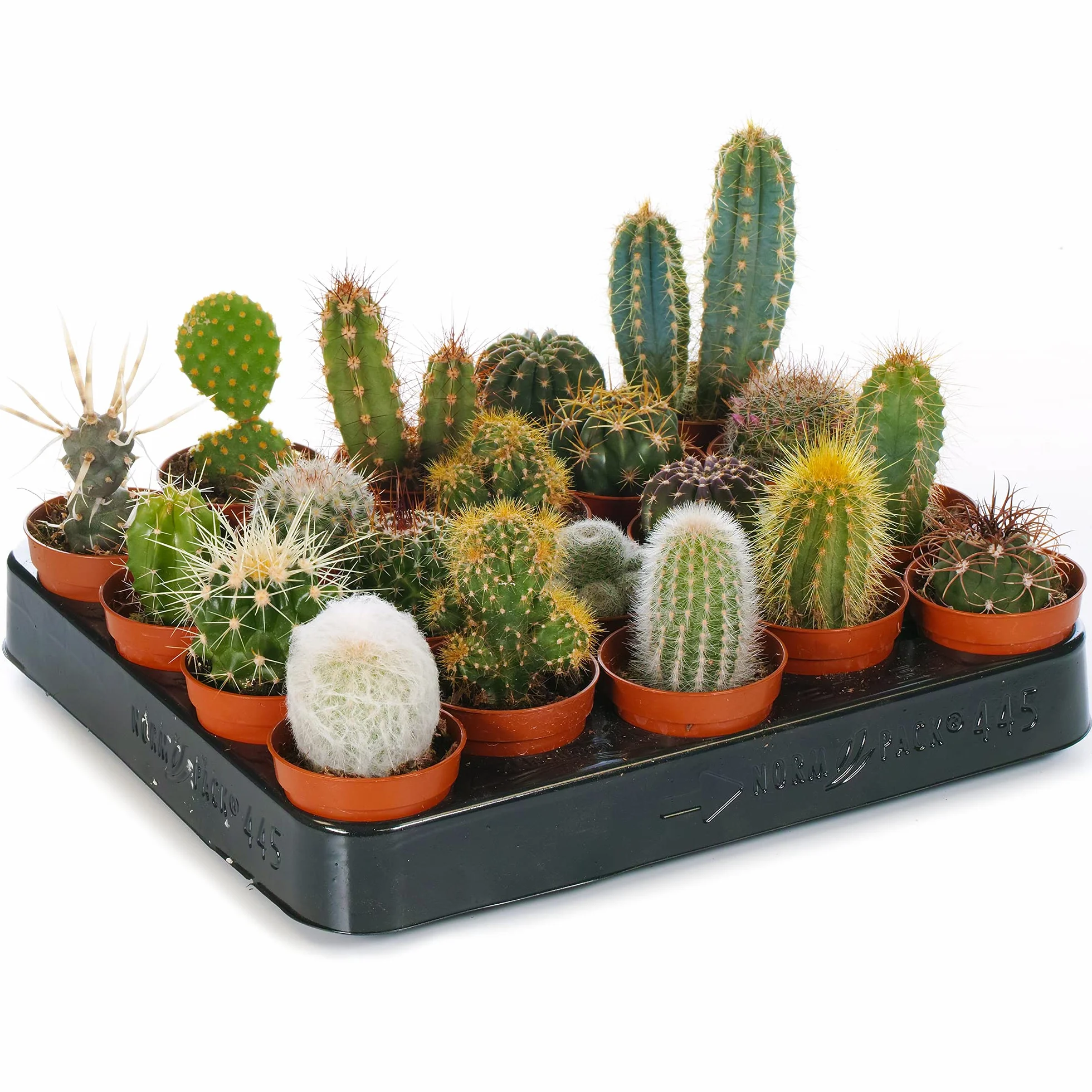 Cactus Mixtos 20 Plantas Planta de Interior Viva en Maceta