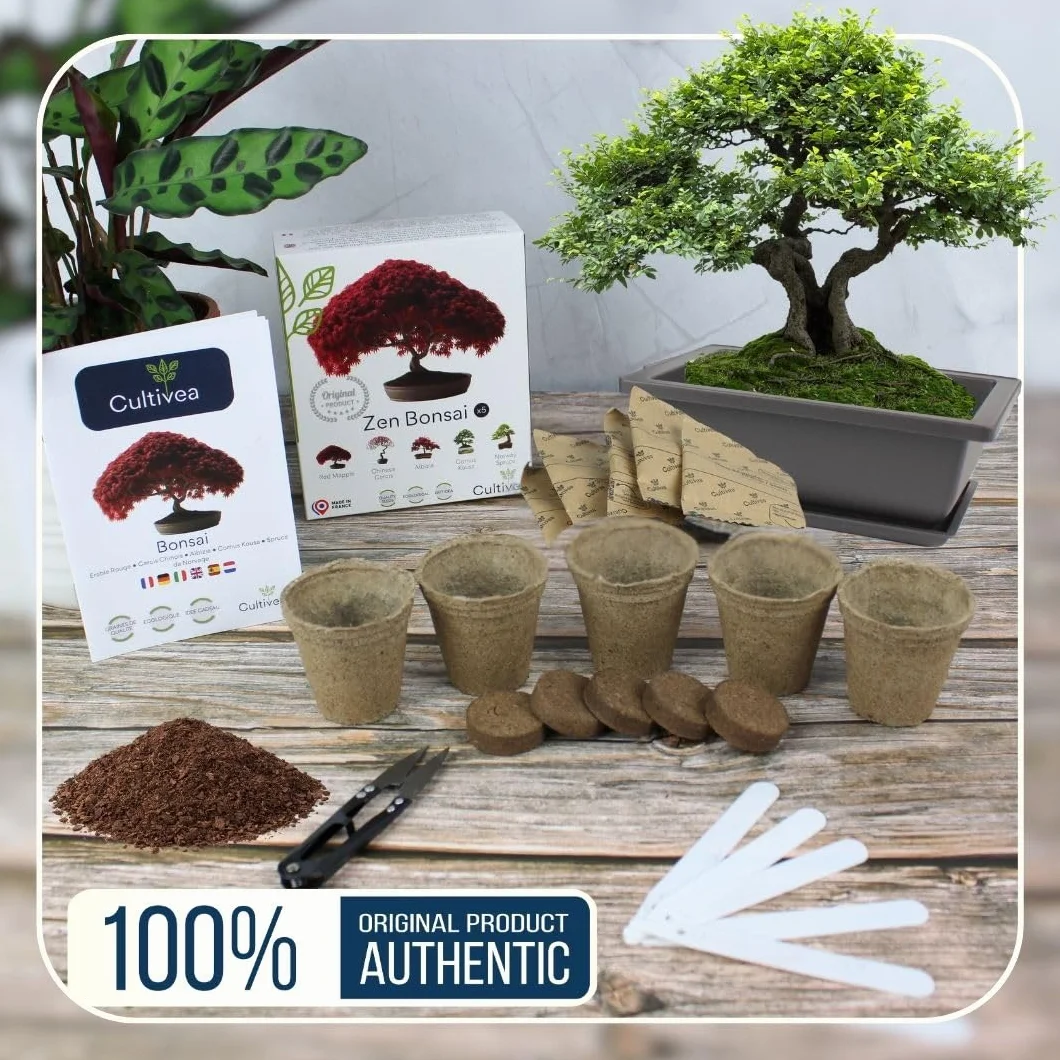 CULTIVEA® Kit de 6 Bonsái para cultivar - Arce rojo, Cercis chino, Albizia, Cornejo kousa, Abeto de Noruega