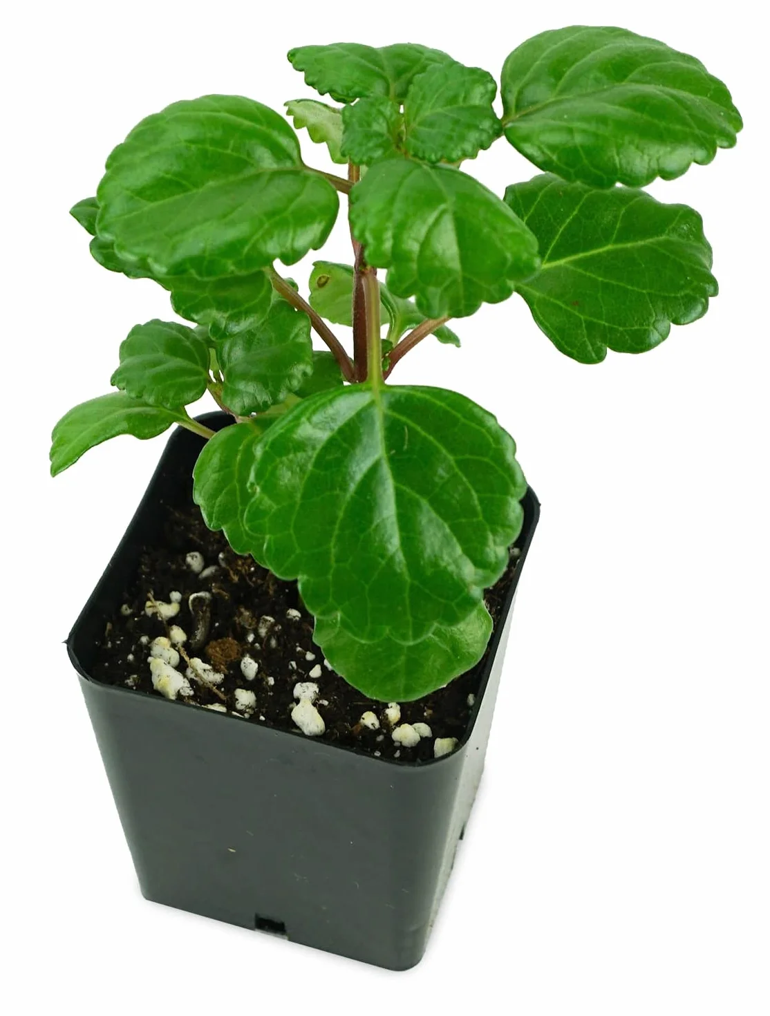 Plectranthus Verticillatus Planta del Dinero Planta Natural