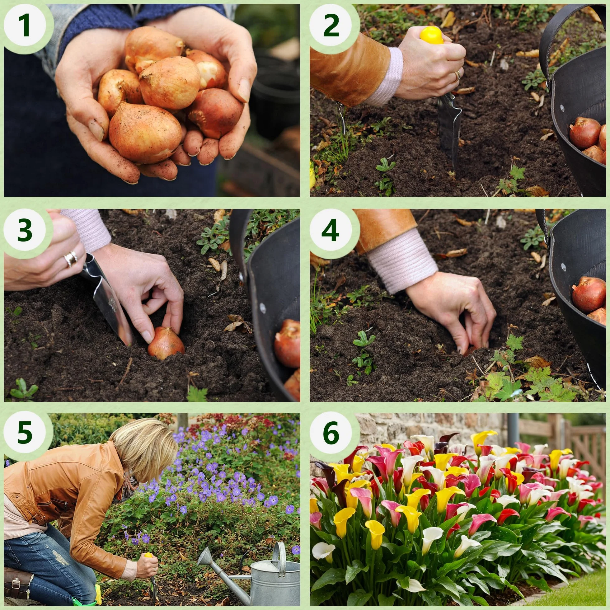 Zantedeschia Calla Lily Bulbos 5 piezas grandes de Holanda
