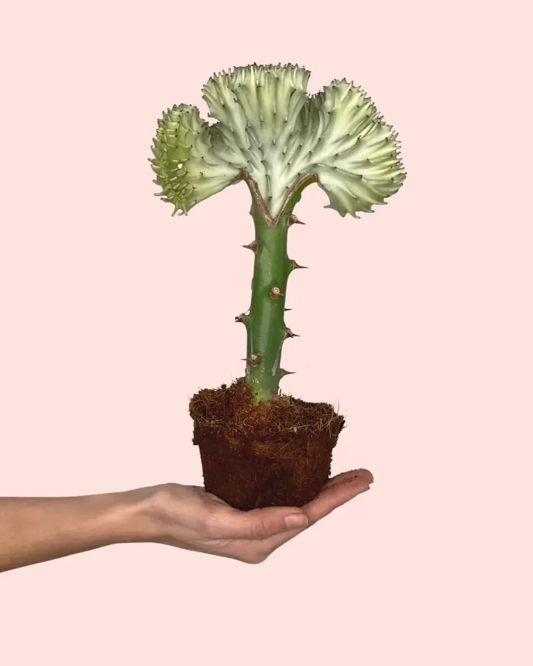 Euphorbia Lactea Planta Natural Interior Escultural Suculenta Decorativa Cactus Maceta Ø10,5 cm