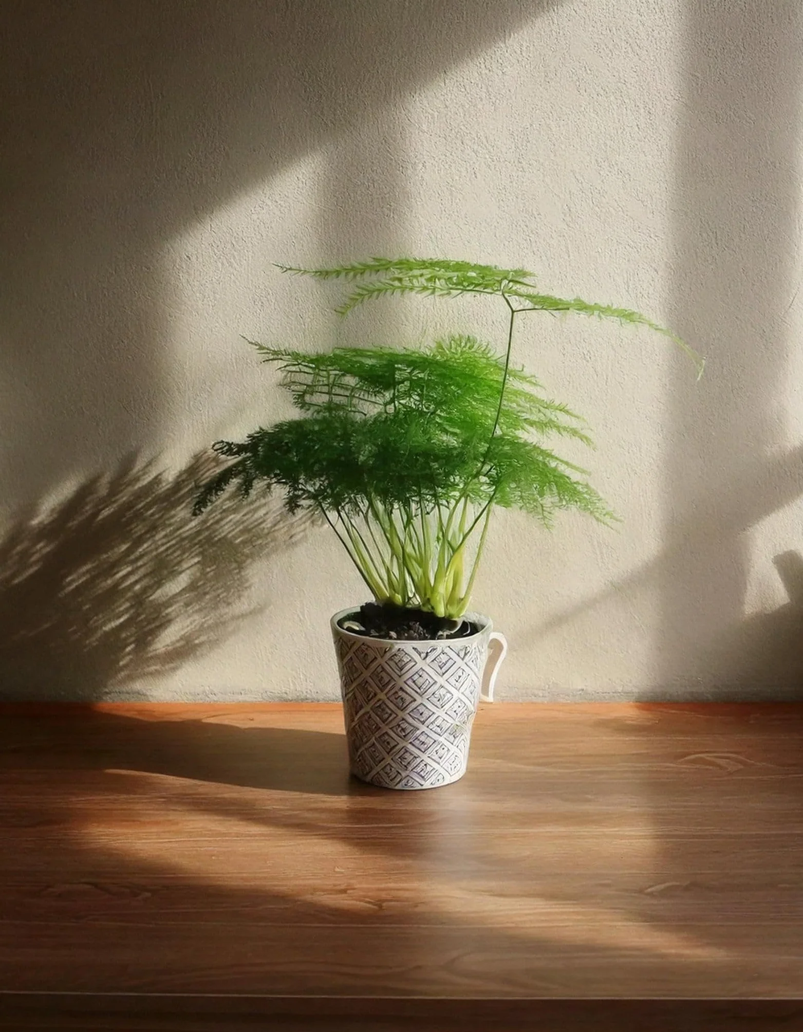 Planta Natural Asparagus Plumosus Mini Ø5 cm Purificadora Interior Resistente
