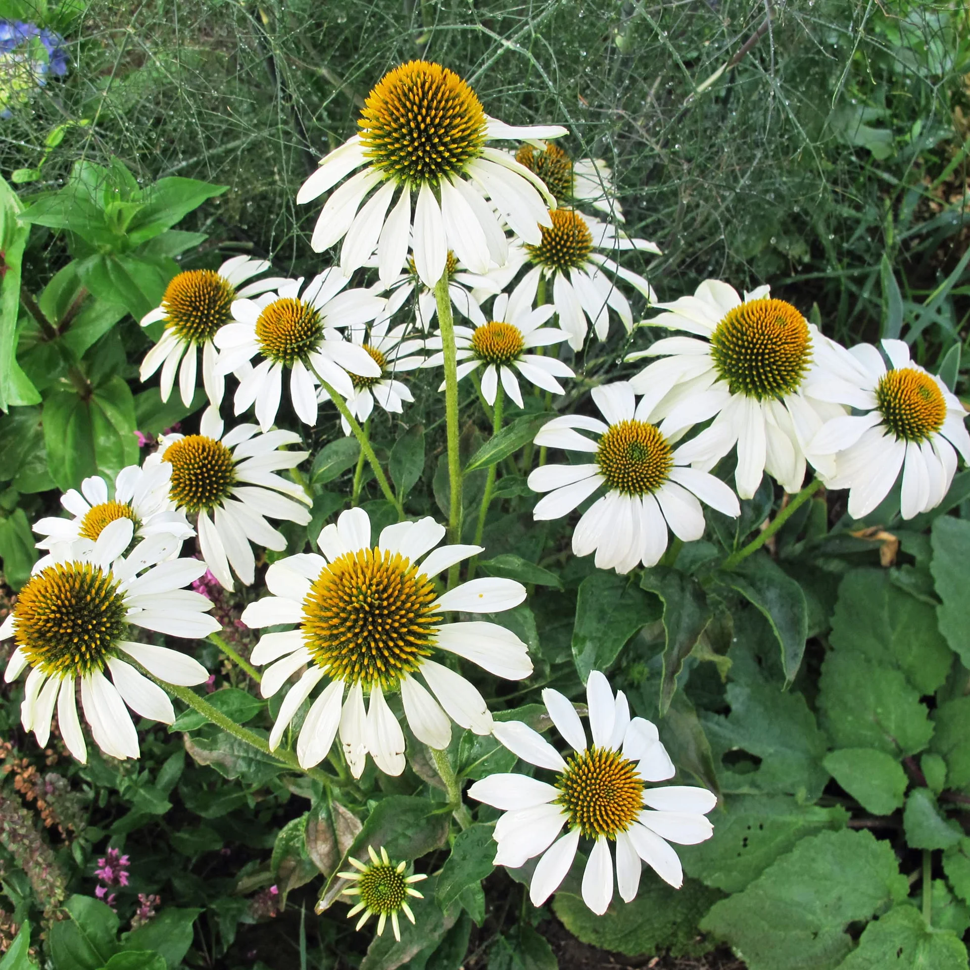 Equinácea blanca White Swan Echinacea purpurea orgánica