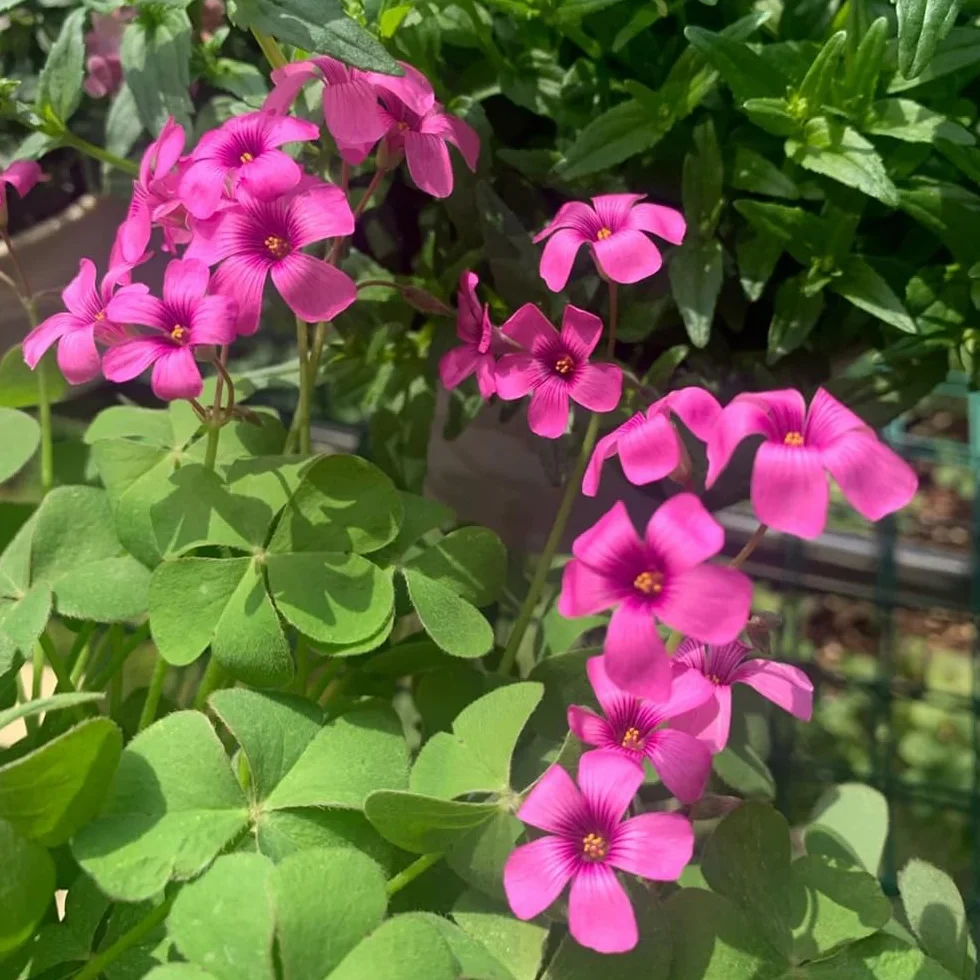 Bulbos de Oxalis corniculata resistentes 5pcs