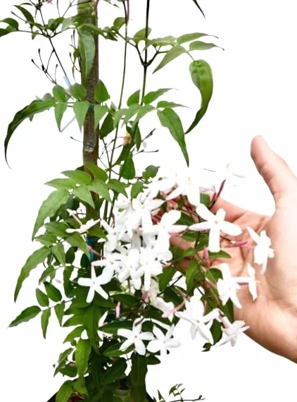 Jasminum Polyanthum Planta de Exterior
