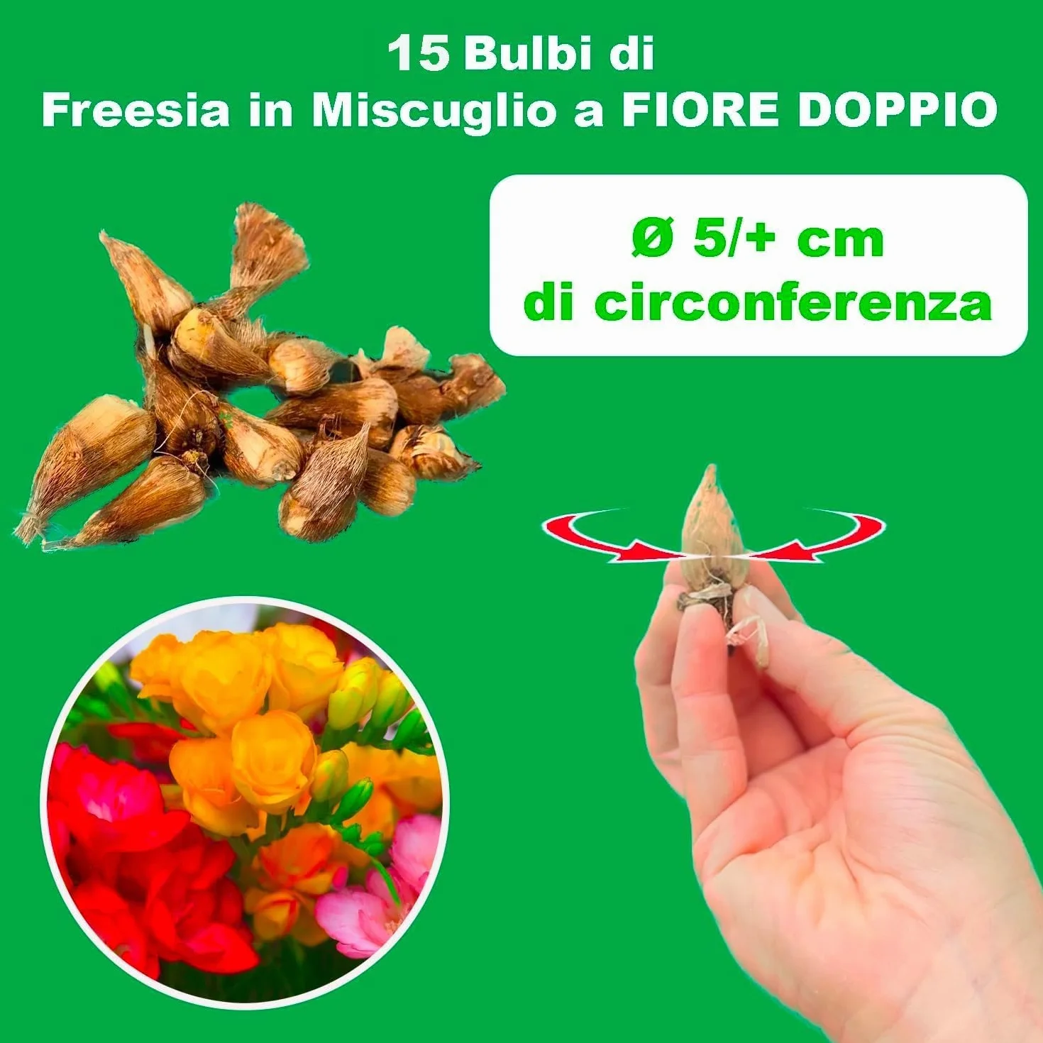 Fresia bulbos dobles mezcla Circunferencia 5/6 cm Holandeses