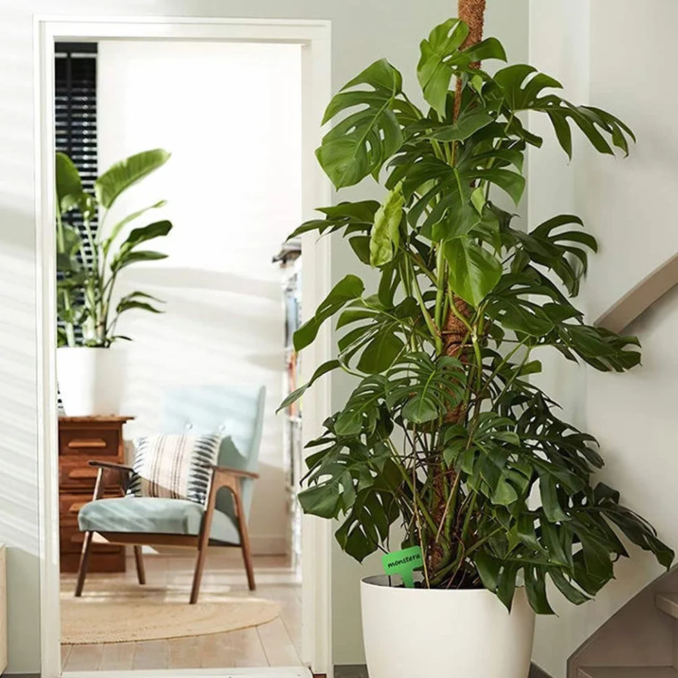 Vicloon Palo de Musgo 40CM Soporte Plantas Tótem con Cuerda Yute