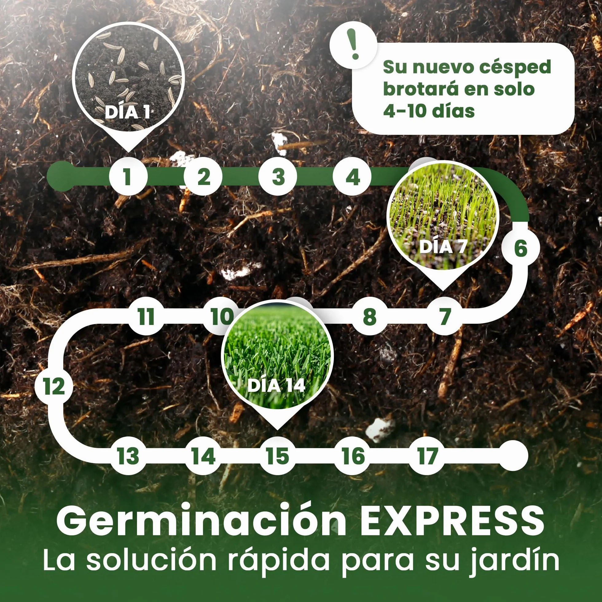 LERAVA EXPRESS semillas césped 30m² crecimiento rápido resistente calor 0,75kg