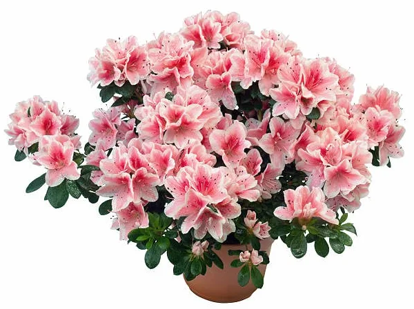 Azalea Natural Planta con Flores para el Hogar