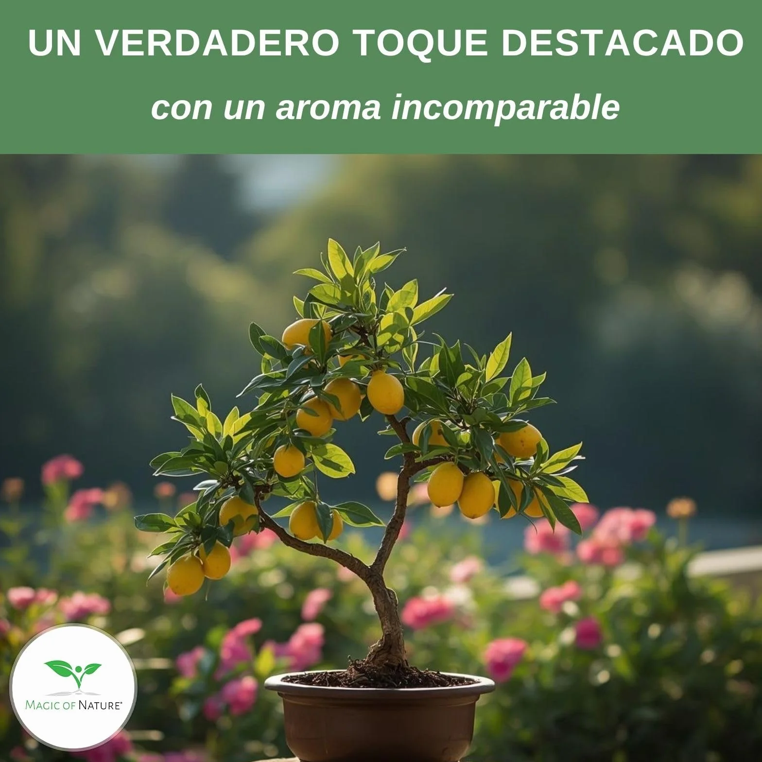Semillas Limonero Mini 10 Uds Bonsái Planta Interior Perenne Maceta