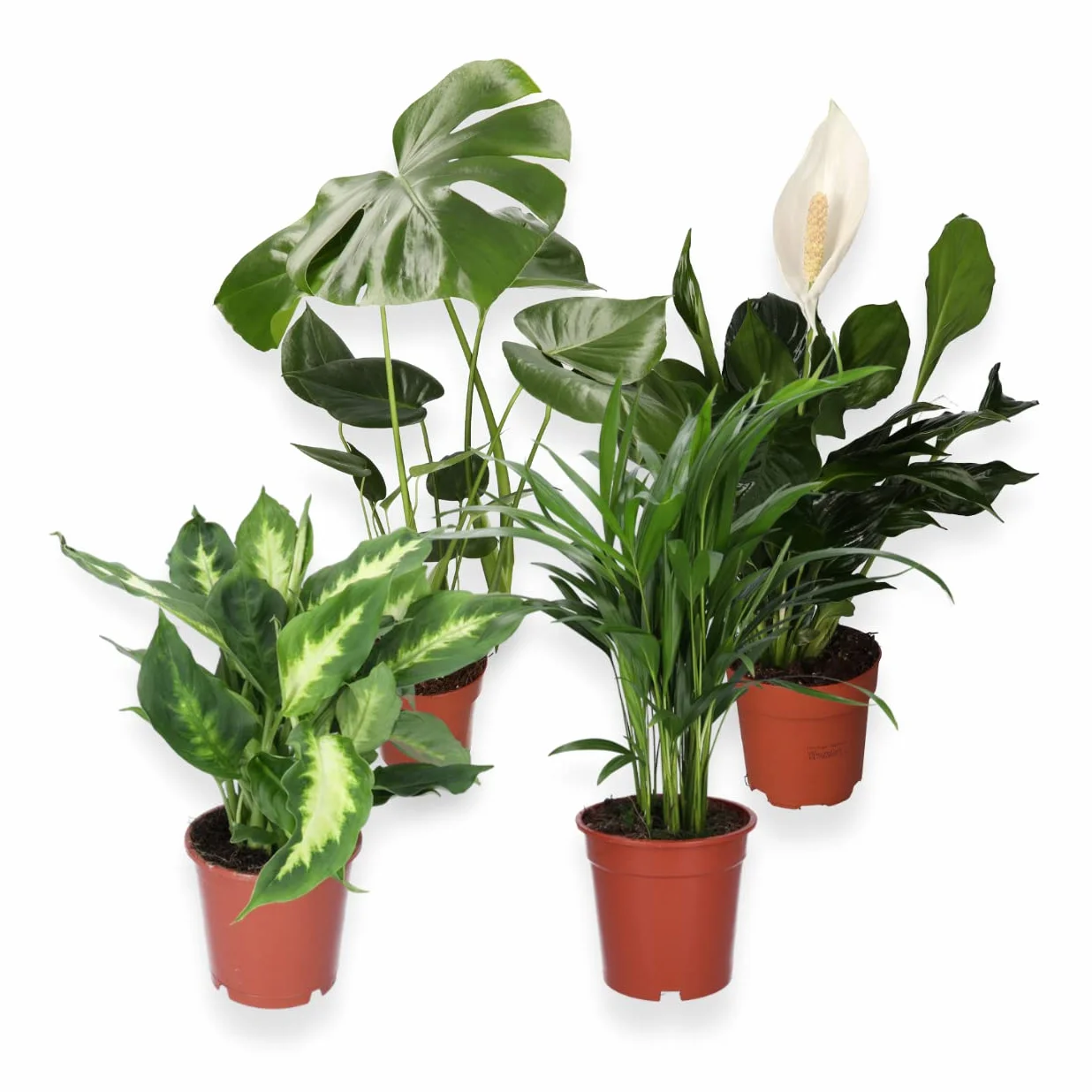 Monstera Dieffenbachia Spathiphyllum Areca Plantas Purificadoras de Aire 40-45 cm Maceta 12-15 cm