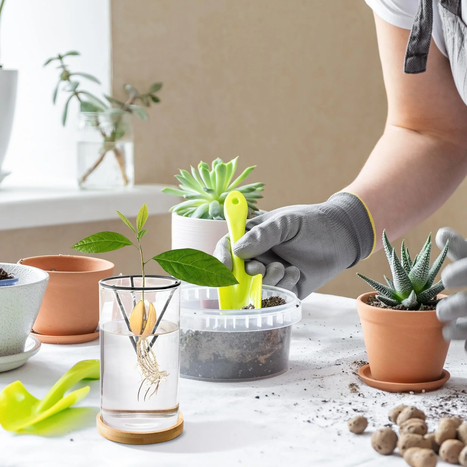 Kit de germinación de plantas de aguacate, jarrón de cultivo con base de madera, maceta de vidrio