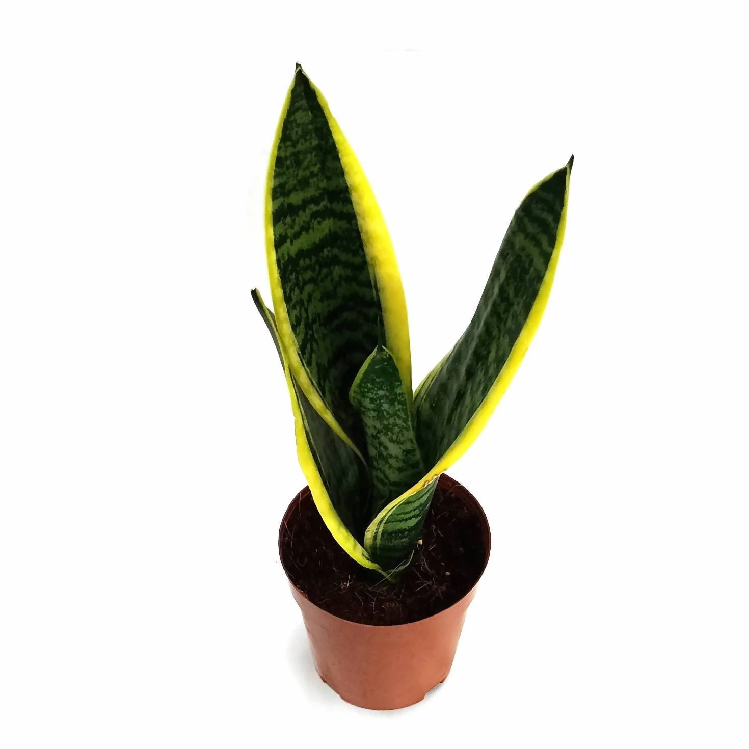 Sansevieria DECOALIVE Mini Roślina Doniczkowa Naturalna