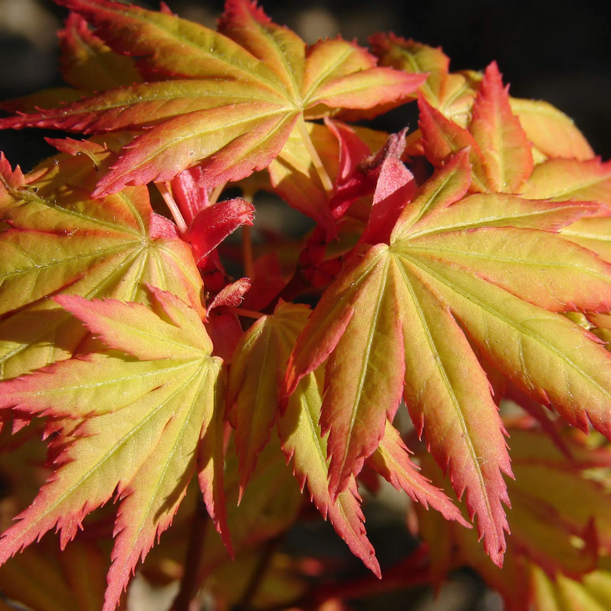 Acer Palmatum Orange Dream 20-40 cm Arce japonés resistente al invierno Arbustos japoneses